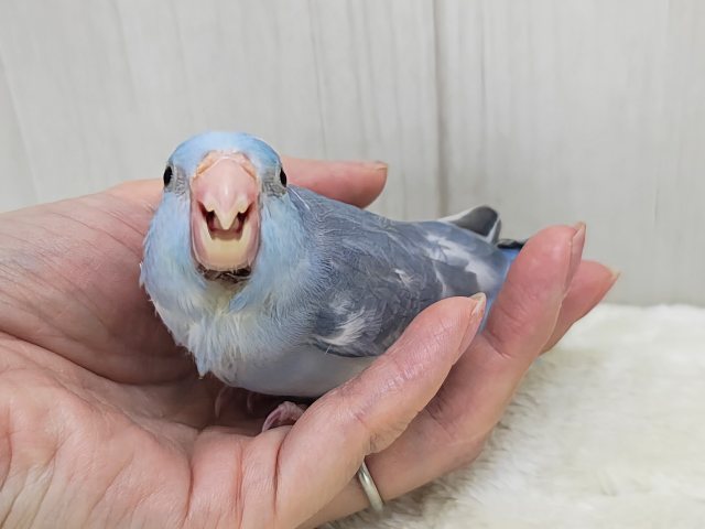毎日晴れ男🔆。°カキカキさせてくれます⭕️マメルリハの男の子(ミディアムパリドブルー)入荷しました❤️ マメルリハ