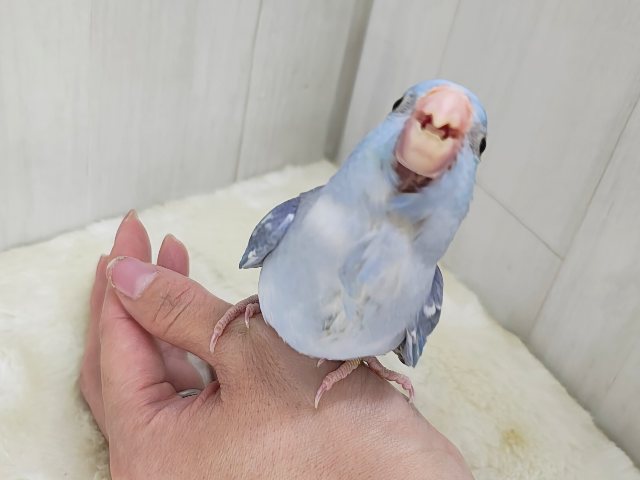 毎日晴れ男🔆。°カキカキさせてくれます⭕️マメルリハの男の子(ミディアムパリドブルー)入荷しました❤️ マメルリハ