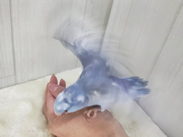 毎日晴れ男🔆。°カキカキさせてくれます⭕️マメルリハの男の子(ミディアムパリドブルー)入荷しました❤️ マメルリハ
