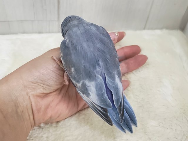 マメルリハ