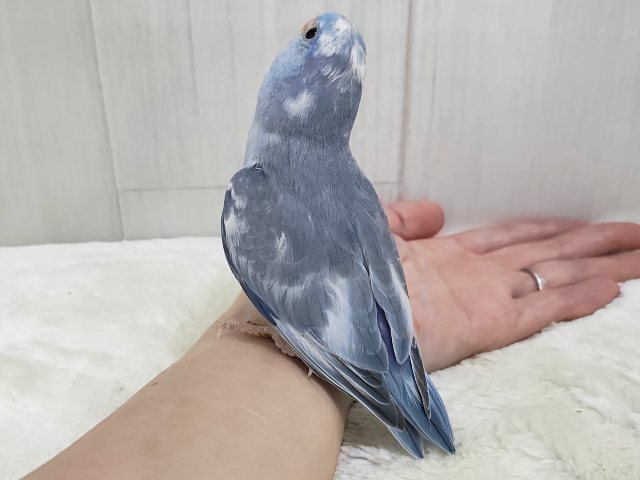 毎日晴れ男🔆。°カキカキさせてくれます⭕️マメルリハの男の子(ミディアムパリドブルー)入荷しました❤️ マメルリハ