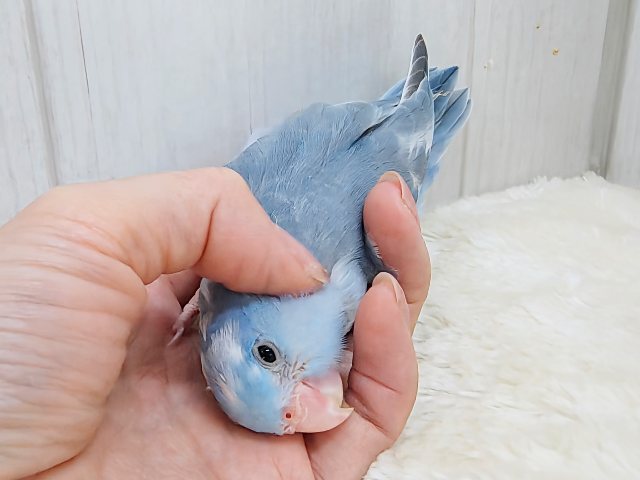 マメルリハ