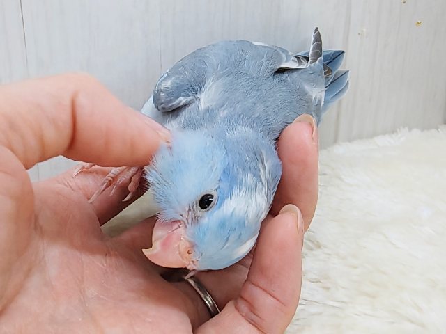 毎日晴れ男🔆。°カキカキさせてくれます⭕️マメルリハの男の子(ミディアムパリドブルー)入荷しました❤️ マメルリハ