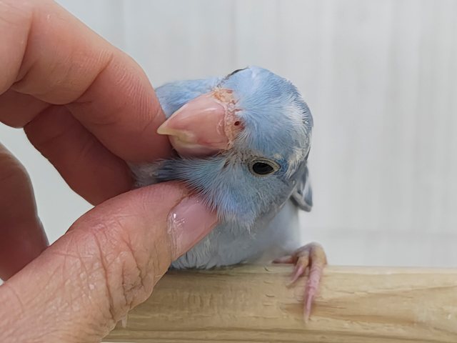 毎日晴れ男🔆。°カキカキさせてくれます⭕️マメルリハの男の子(ミディアムパリドブルー)入荷しました❤️ マメルリハ