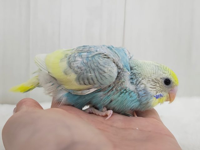 通学帽かぶってるみたい👒💛セキセイインコのヒナ(パステルレインボースパングルパイド)入荷しました❤️ セキセイインコ
