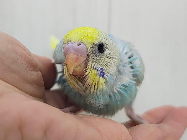 通学帽かぶってるみたい👒💛セキセイインコのヒナ(パステルレインボースパングルパイド)入荷しました❤️ セキセイインコ