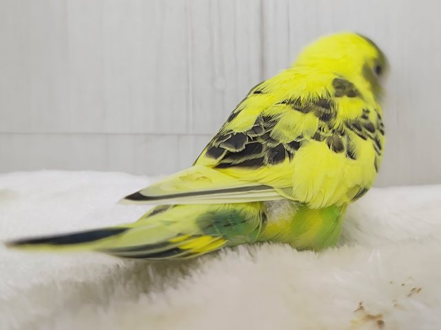 画像更新☆おでこシマシマ〜🦓セキセイインコのヒナ(イエローハルクイン)入荷しました❤️ セキセイインコ