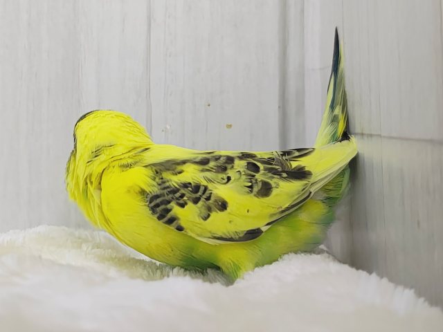 セキセイインコ
