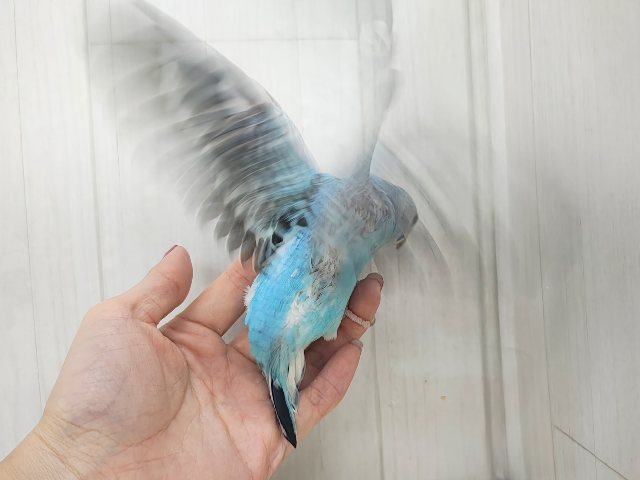 セキセイインコ
