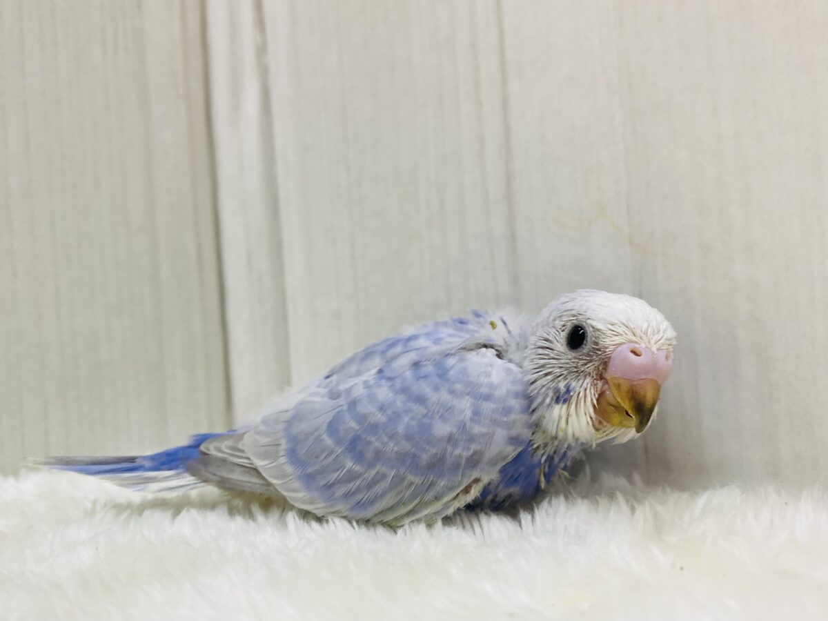 パッチリおめめの👀お上品カラー✨セキセイインコスパングル⭐️ セキセイインコ