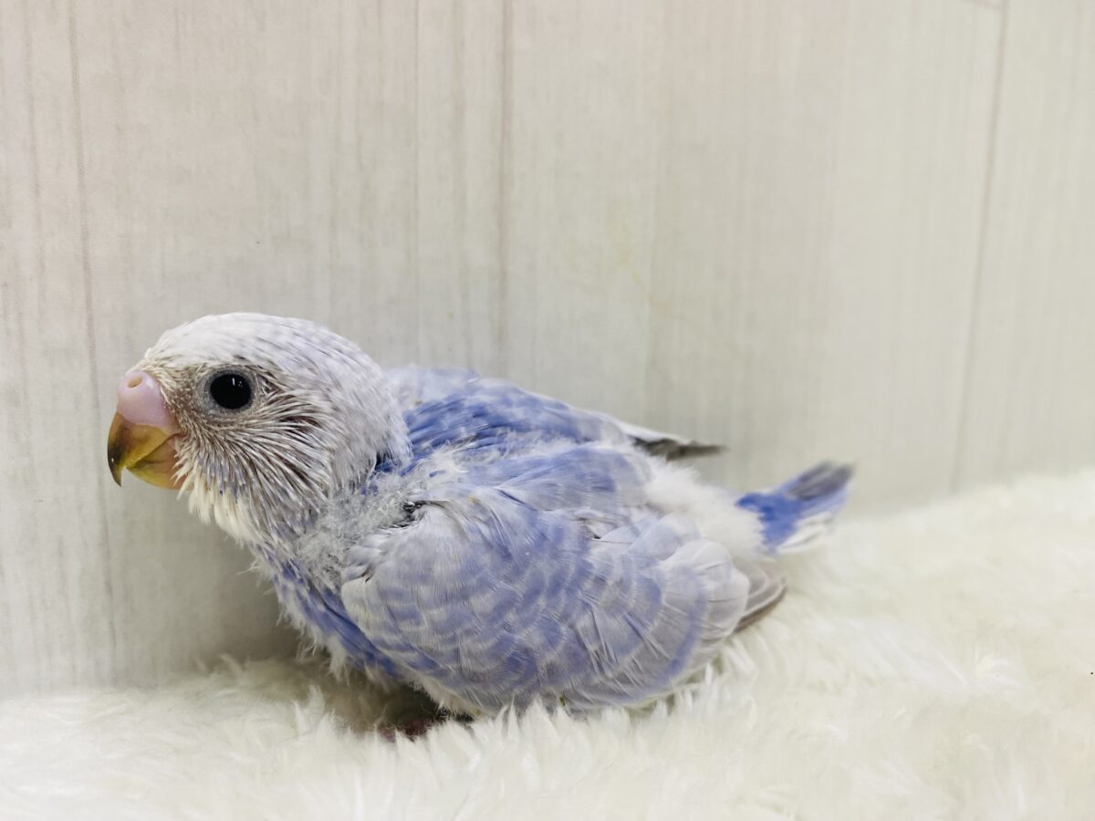 パッチリおめめの👀お上品カラー✨セキセイインコスパングル⭐️ セキセイインコ