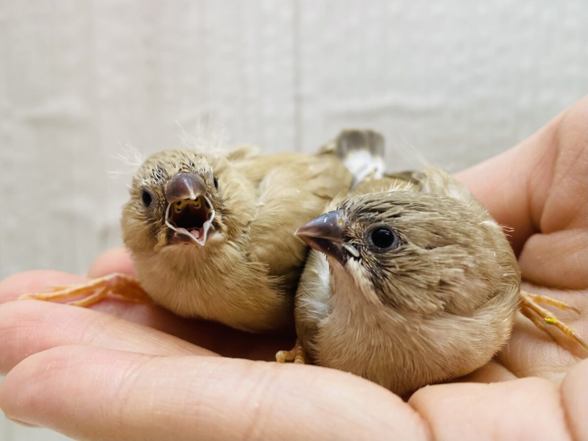 錦花鳥（キンカチョウ）