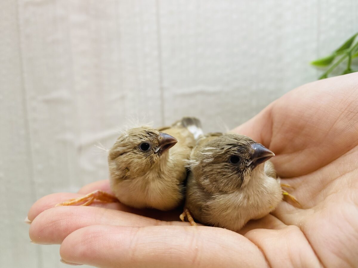 錦花鳥（キンカチョウ）