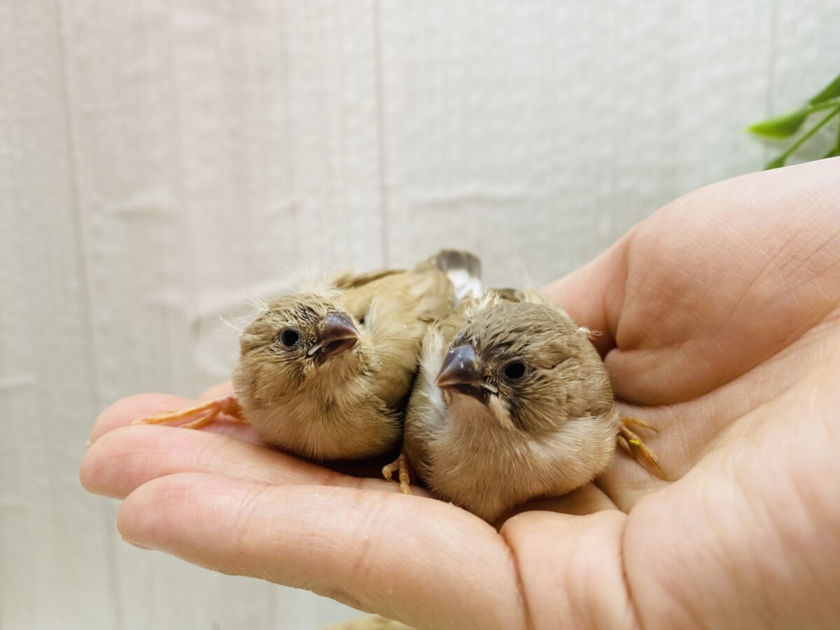錦花鳥（キンカチョウ）