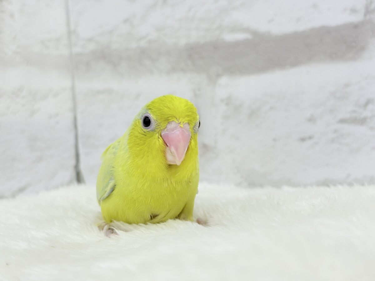 【最新画像・動画更新🪄ひとり餌になりました☆】爽やかライム🐣🍋🟩マメルリハ(アメリカンイエロー)男の子 ヒナ マメルリハ