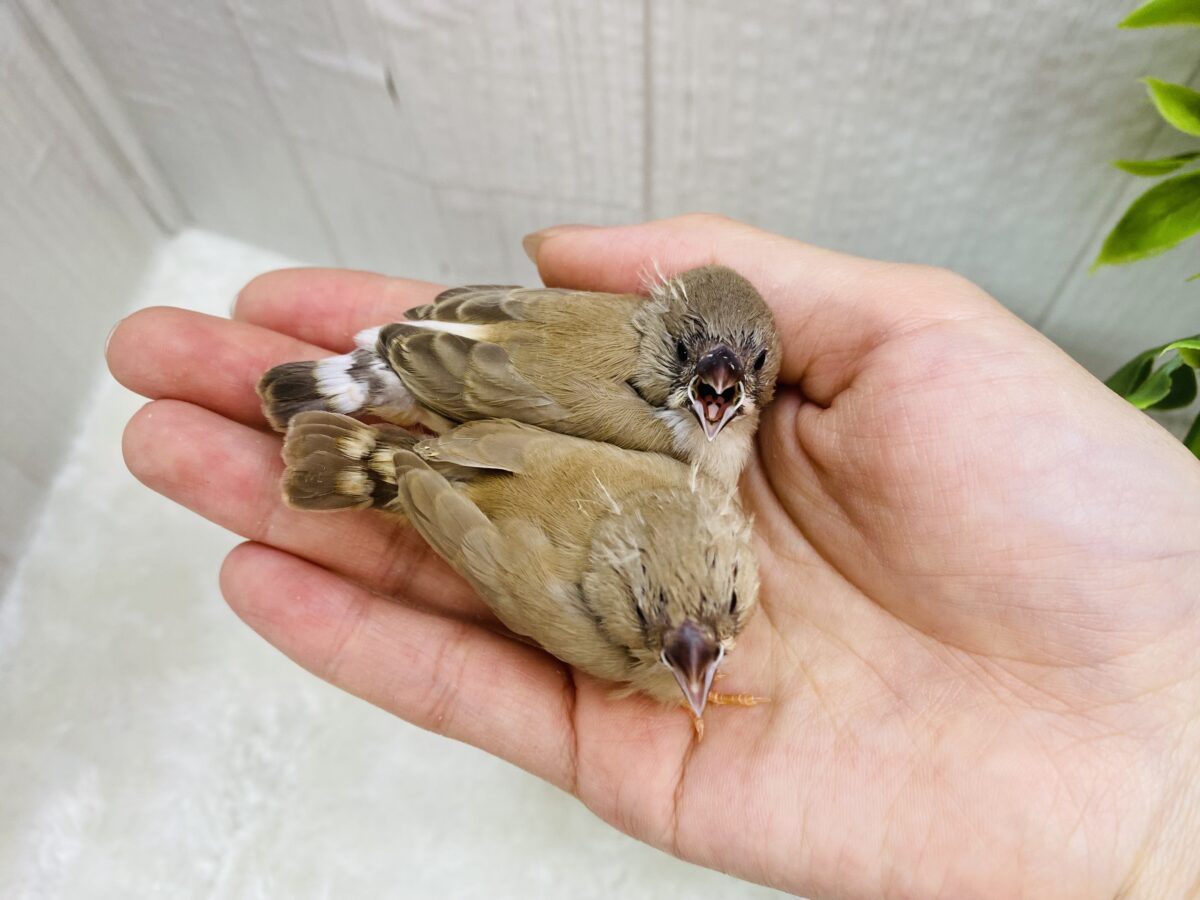 錦花鳥（キンカチョウ）