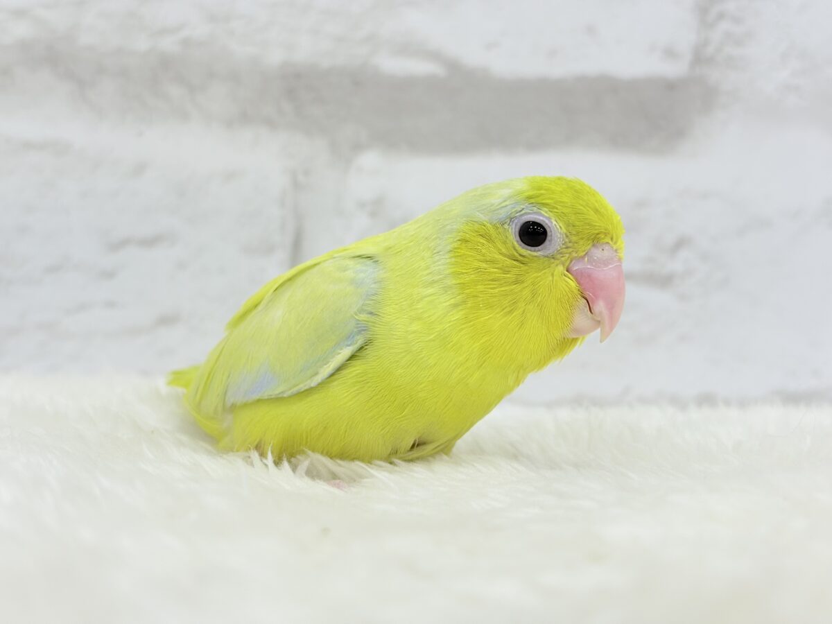 【最新画像・動画更新🪄ひとり餌になりました☆】爽やかライム🐣🍋🟩マメルリハ(アメリカンイエロー)男の子 ヒナ マメルリハ