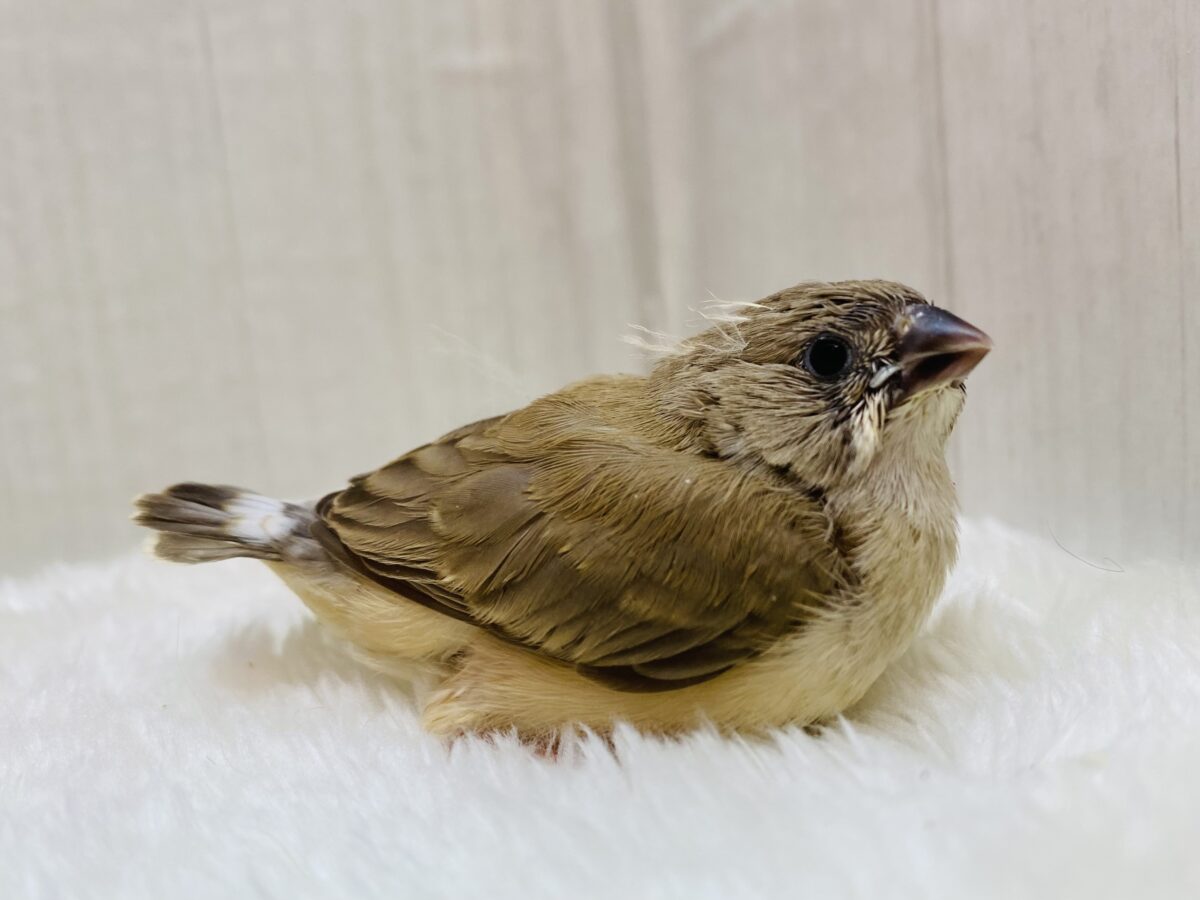 錦花鳥（キンカチョウ）