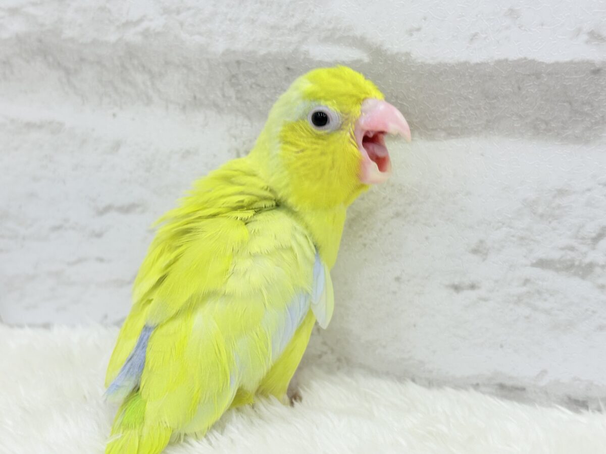 マメルリハ