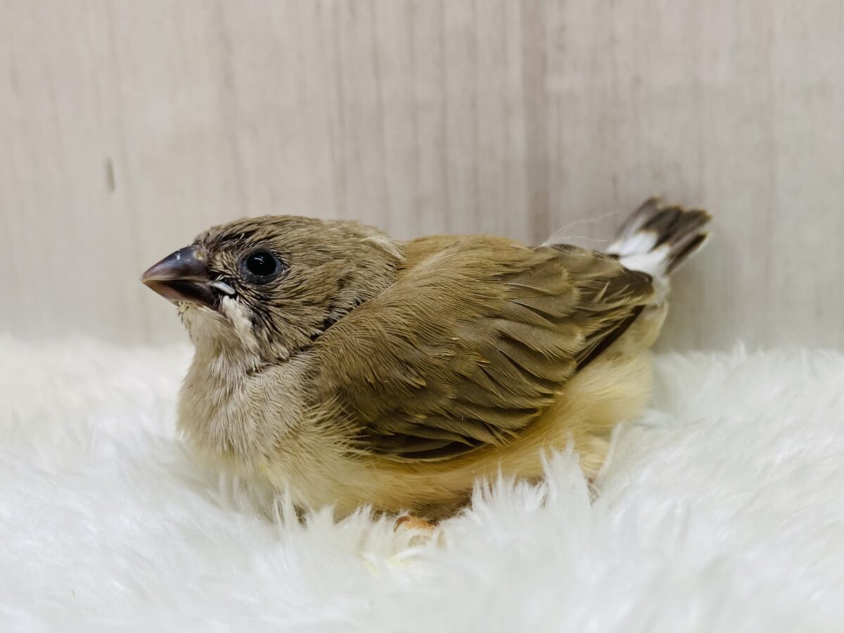 錦花鳥（キンカチョウ）