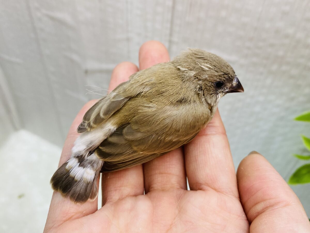 錦花鳥（キンカチョウ）
