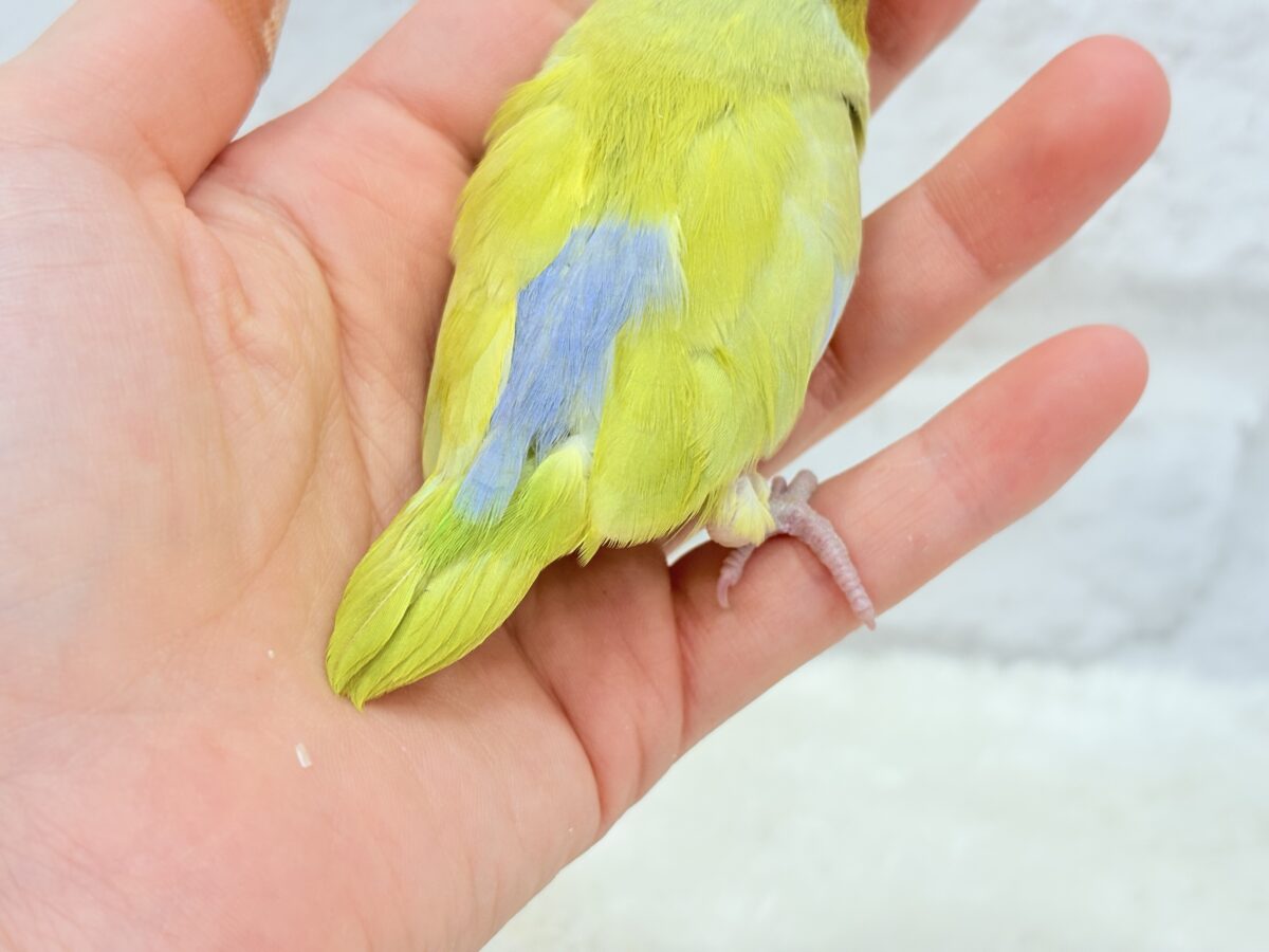 【最新画像・動画更新🪄ひとり餌になりました☆】爽やかライム🐣🍋🟩マメルリハ(アメリカンイエロー)男の子 ヒナ マメルリハ