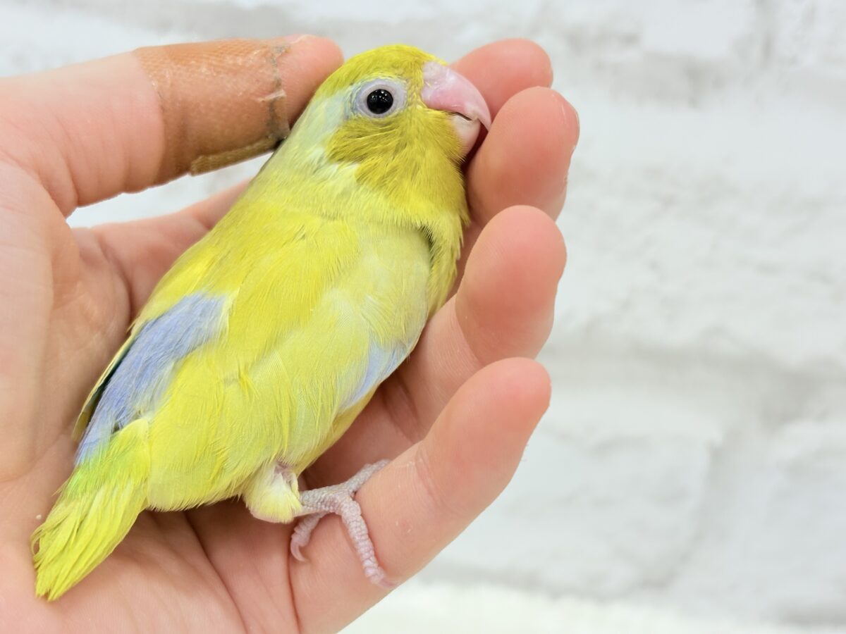 【最新画像・動画更新🪄ひとり餌になりました☆】爽やかライム🐣🍋🟩マメルリハ(アメリカンイエロー)男の子 ヒナ マメルリハ