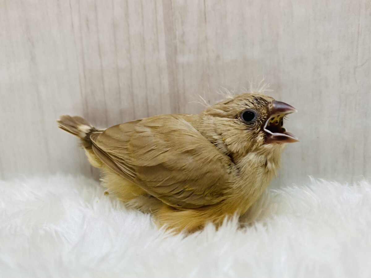 錦花鳥（キンカチョウ）
