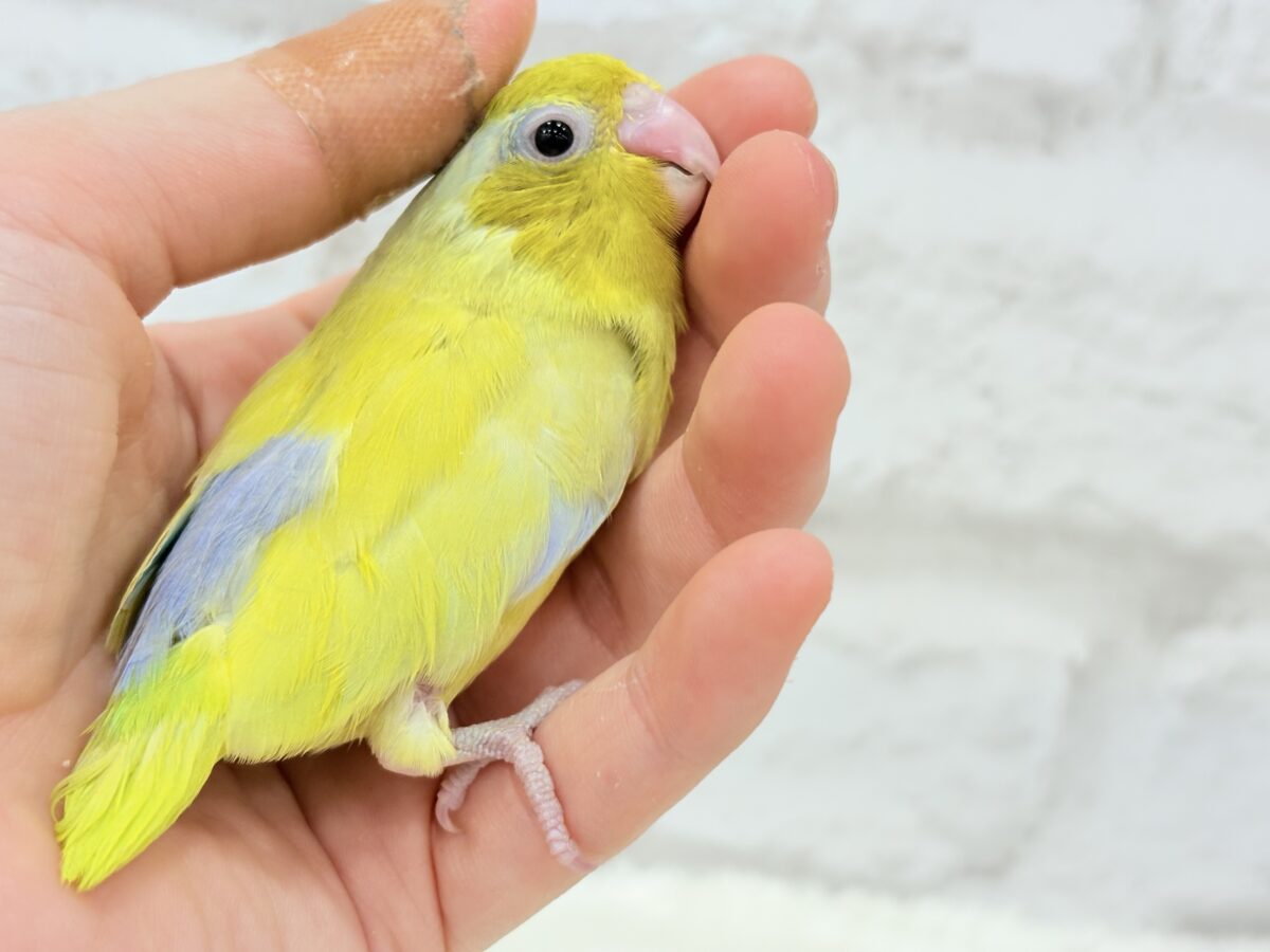 マメルリハ