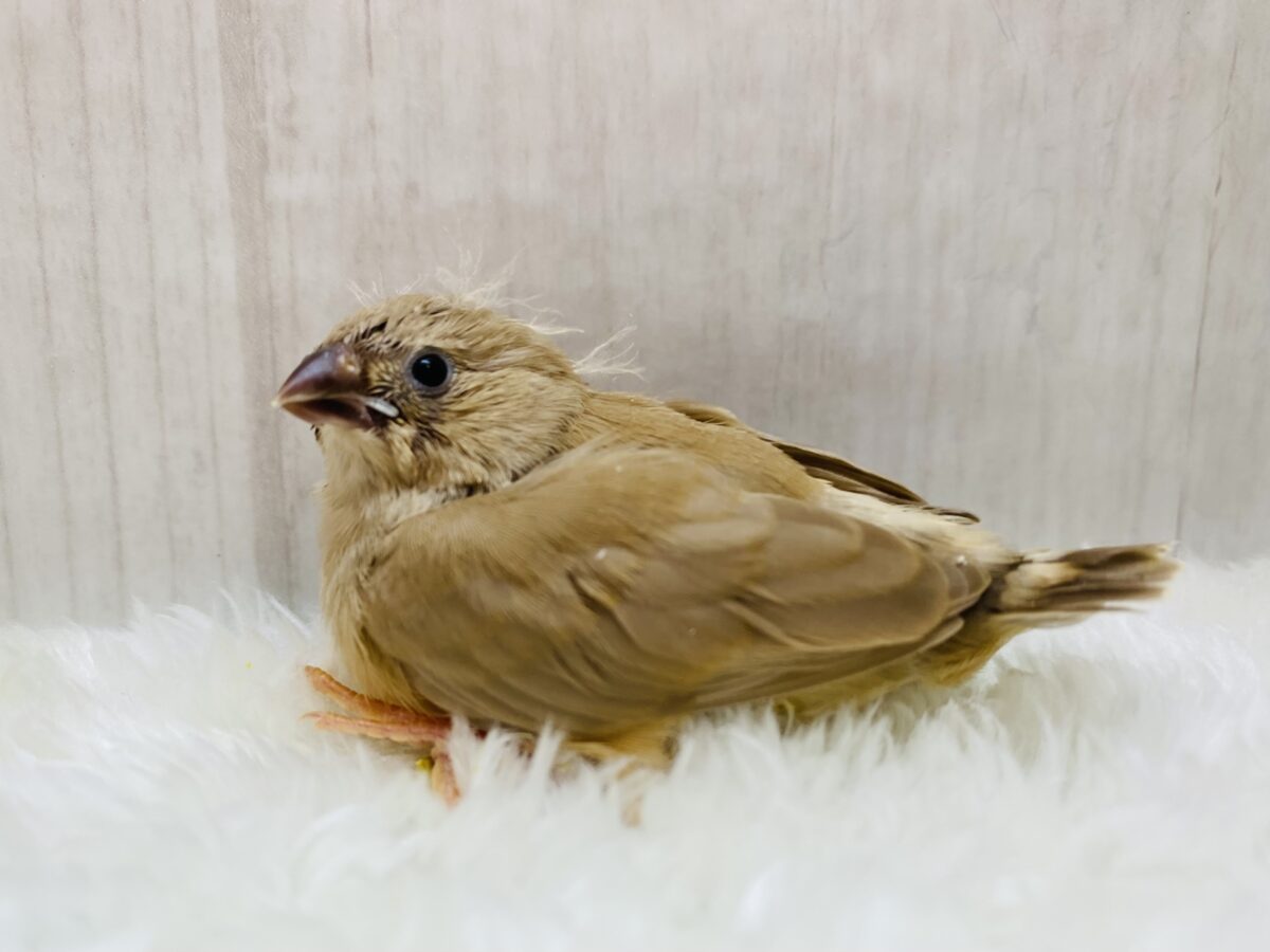 錦花鳥（キンカチョウ）