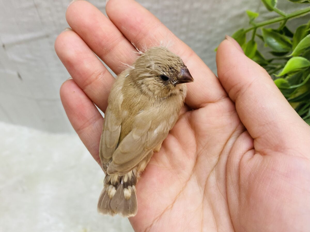 錦花鳥（キンカチョウ）