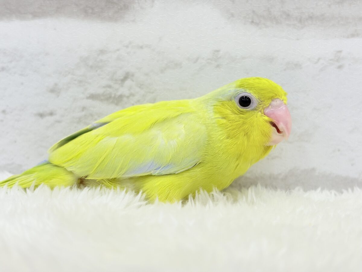 【最新画像・動画更新🪄ひとり餌になりました☆】爽やかライム🐣🍋🟩マメルリハ(アメリカンイエロー)男の子 ヒナ マメルリハ
