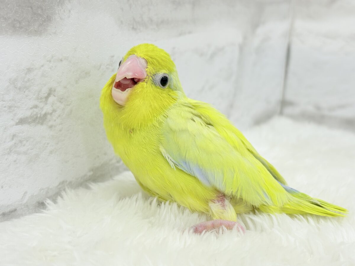 【最新画像・動画更新🪄ひとり餌になりました☆】爽やかライム🐣🍋🟩マメルリハ(アメリカンイエロー)男の子 ヒナ マメルリハ