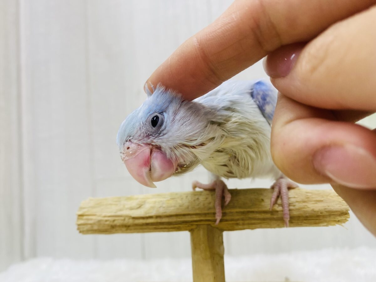 マメルリハ