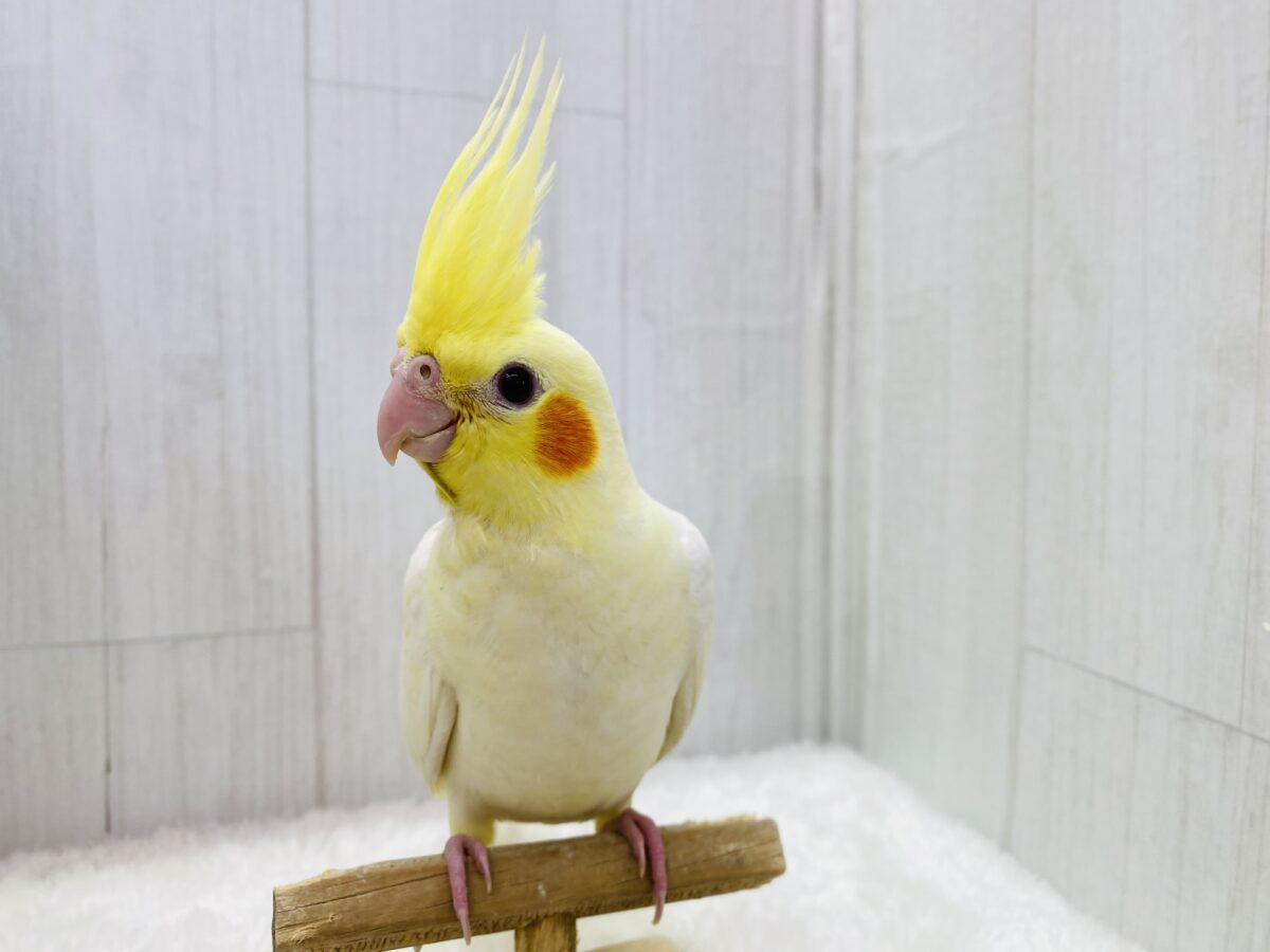 オカメインコ