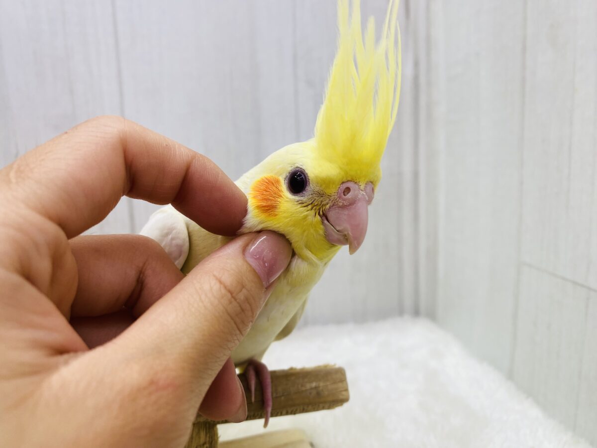 オカメインコ