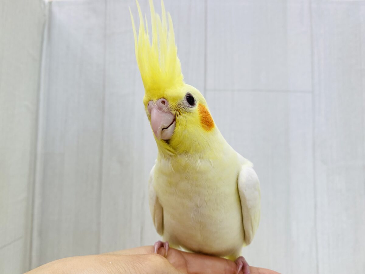オカメインコ