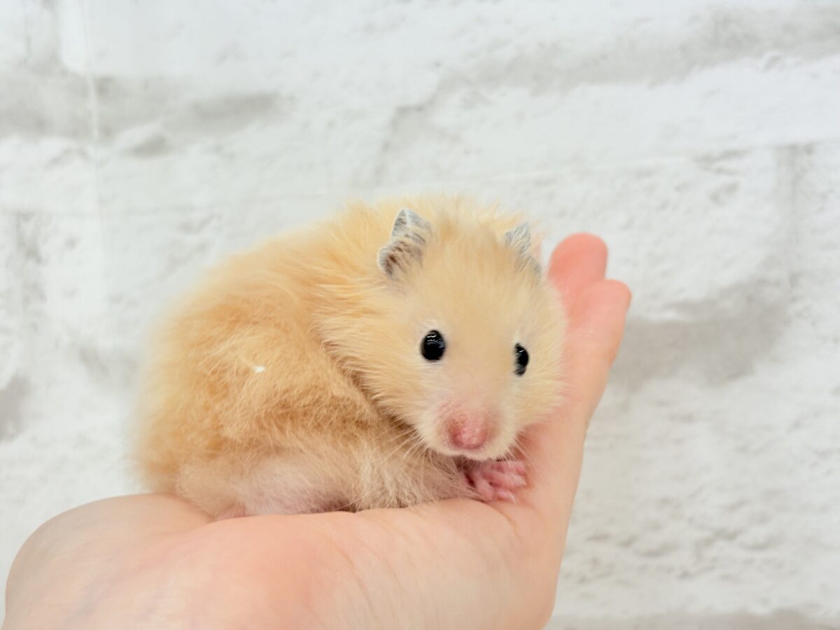 甘々プリティーフェイス🐹💖サテンハムスター(アプリコット) 男の子 ゴールデンハムスター