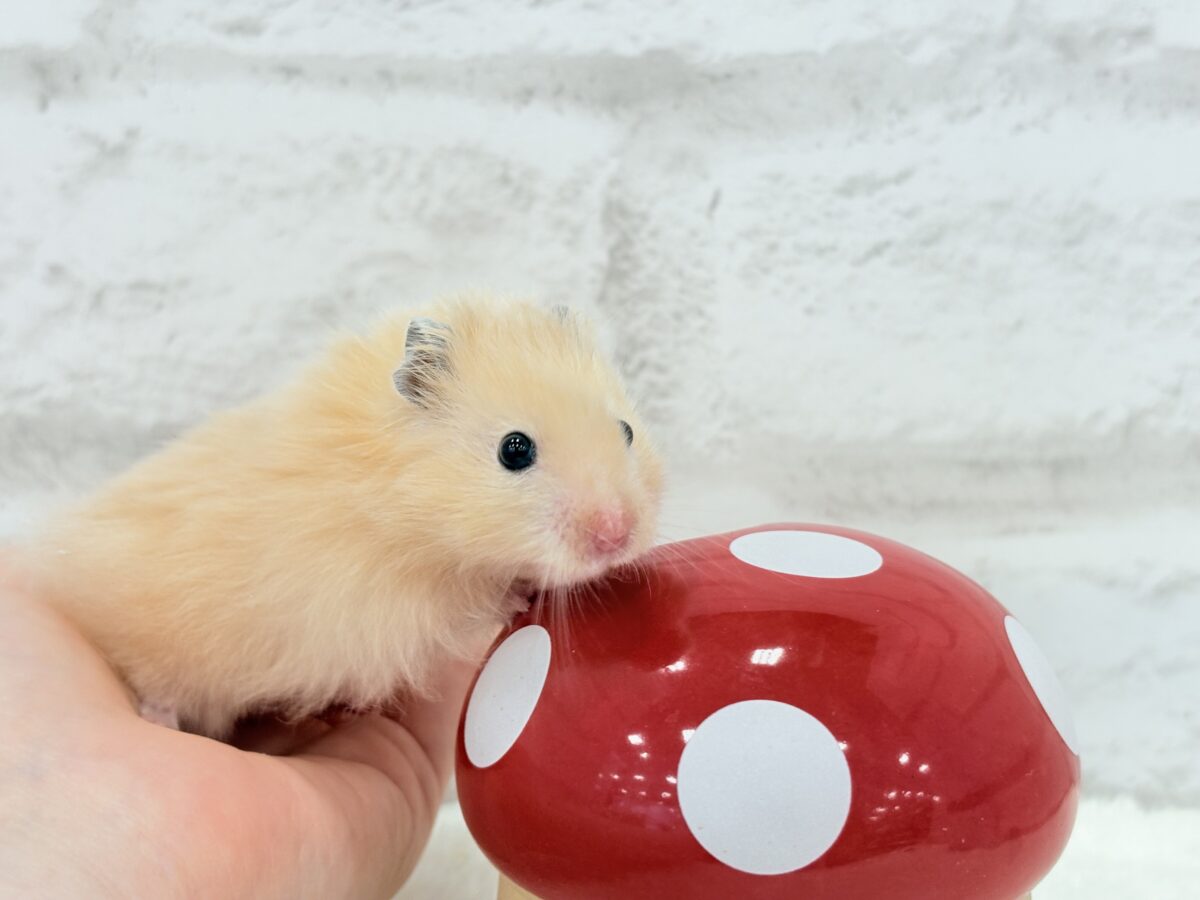 甘々プリティーフェイス🐹💖サテンハムスター(アプリコット) 男の子 ゴールデンハムスター