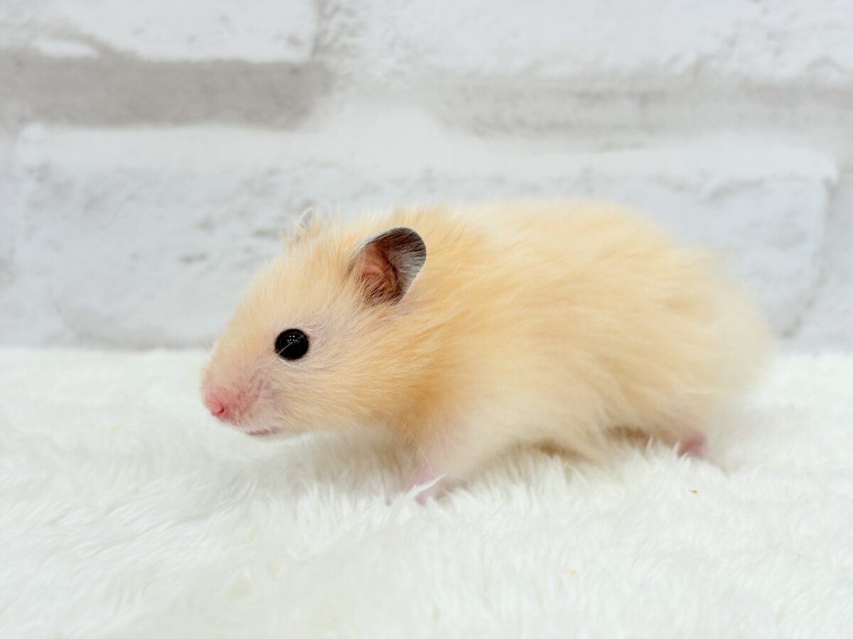 甘々プリティーフェイス🐹💖サテンハムスター(アプリコット) 男の子 ゴールデンハムスター