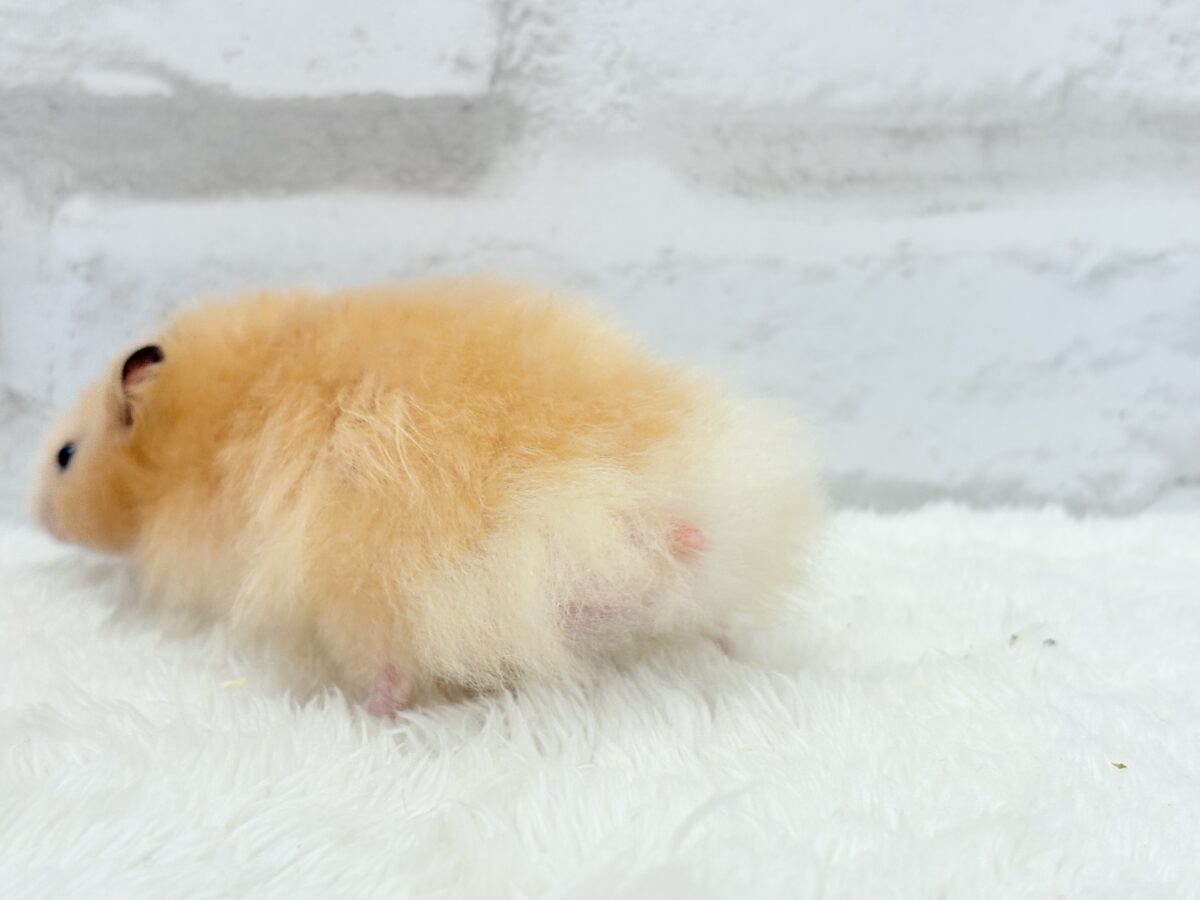 甘々プリティーフェイス🐹💖サテンハムスター(アプリコット) 男の子 ゴールデンハムスター