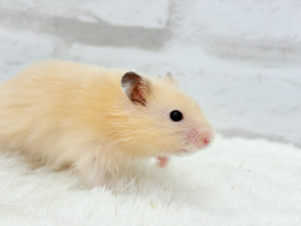 甘々プリティーフェイス🐹💖サテンハムスター(アプリコット) 男の子 ゴールデンハムスター