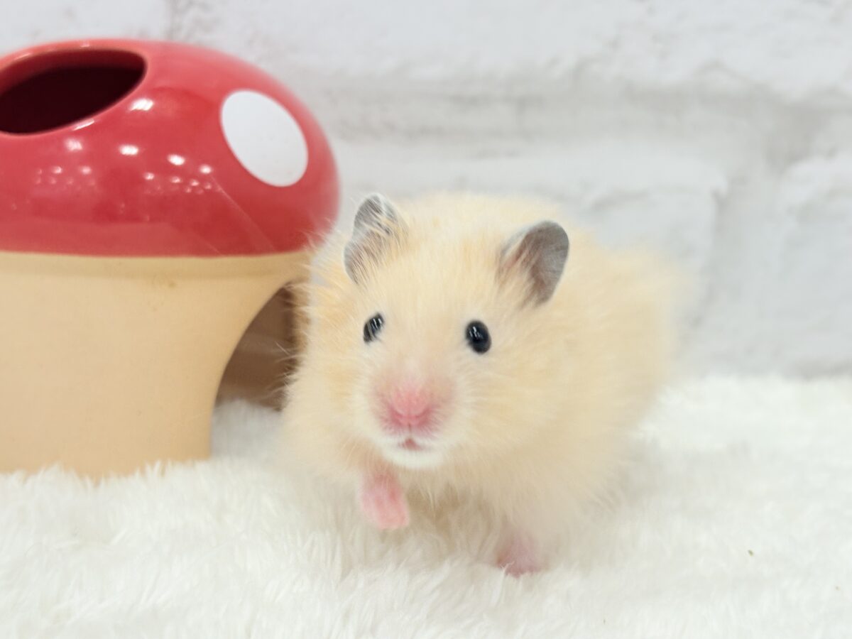 甘々プリティーフェイス🐹💖サテンハムスター(アプリコット) 男の子 ゴールデンハムスター