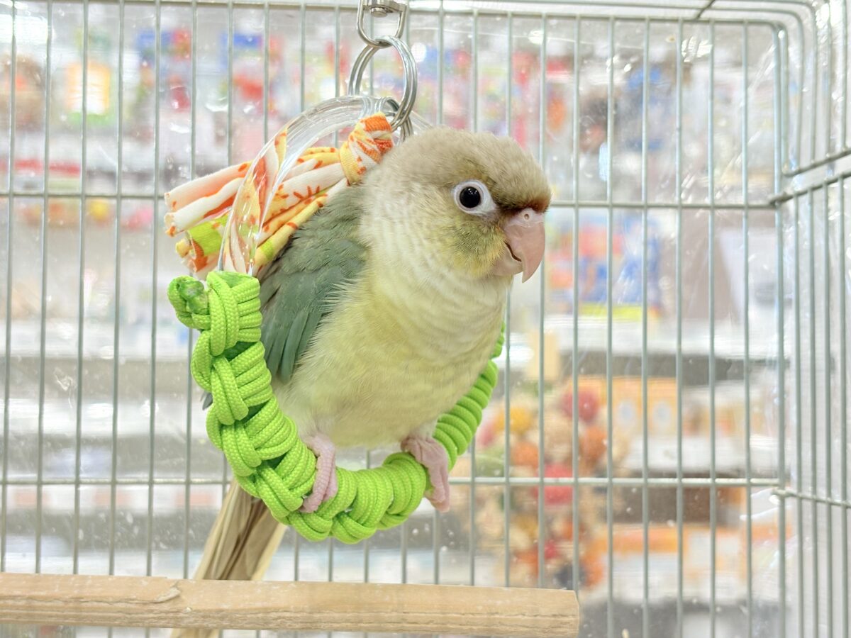 【最新画像更新🪄もうすぐひとり餌☆】おめめくりくり☆ふんわりカラー🫧ウロコインコ(ブルーパイナップル) ヒナ ホオミドリウロコインコ
