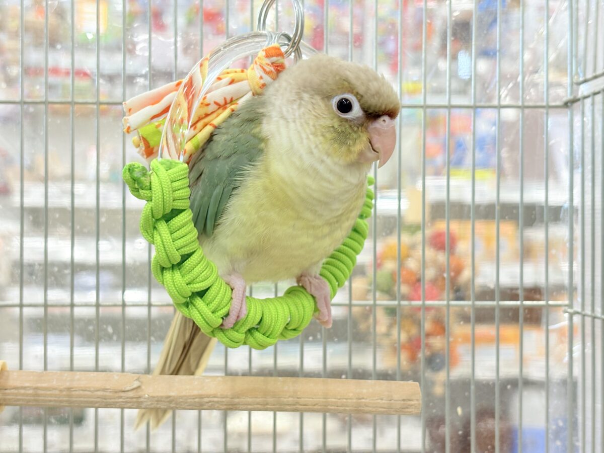 【最新画像更新🪄もうすぐひとり餌☆】おめめくりくり☆ふんわりカラー🫧ウロコインコ(ブルーパイナップル) ヒナ ホオミドリウロコインコ