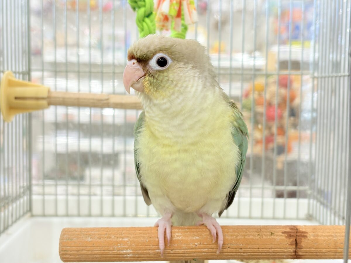 【最新画像更新🪄もうすぐひとり餌☆】おめめくりくり☆ふんわりカラー🫧ウロコインコ(ブルーパイナップル) ヒナ ホオミドリウロコインコ