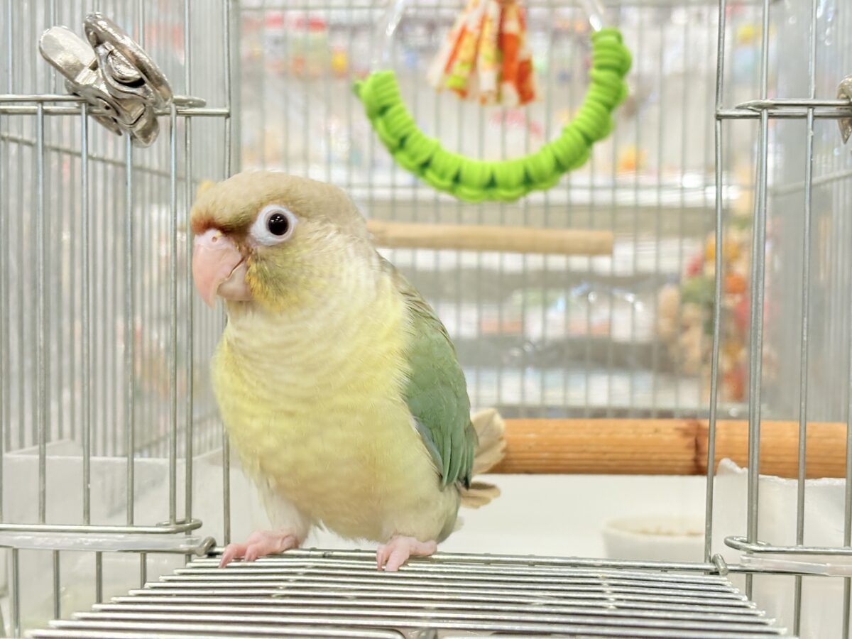 【最新画像更新🪄もうすぐひとり餌☆】おめめくりくり☆ふんわりカラー🫧ウロコインコ(ブルーパイナップル) ヒナ ホオミドリウロコインコ