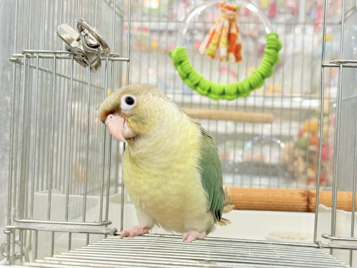 【最新画像更新🪄もうすぐひとり餌☆】おめめくりくり☆ふんわりカラー🫧ウロコインコ(ブルーパイナップル) ヒナ ホオミドリウロコインコ