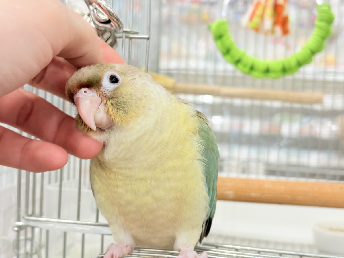 【最新画像更新🪄もうすぐひとり餌☆】おめめくりくり☆ふんわりカラー🫧ウロコインコ(ブルーパイナップル) ヒナ ホオミドリウロコインコ