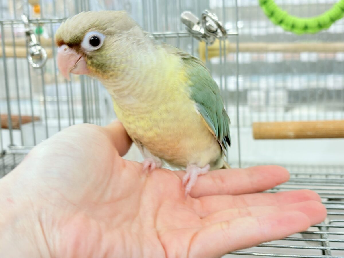 【最新画像更新🪄もうすぐひとり餌☆】おめめくりくり☆ふんわりカラー🫧ウロコインコ(ブルーパイナップル) ヒナ ホオミドリウロコインコ